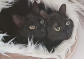Adopter  chat : Ebene & moonie