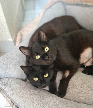Adopter Ebene & moonie