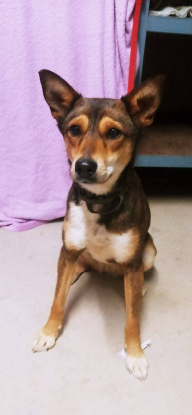 Adopter Mara