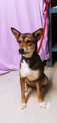 Adopter Mara