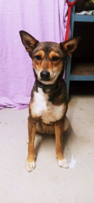 Adoption Mara