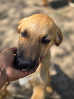 Adopter  chien : Banco
