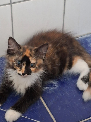 Adopter Eira