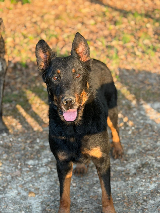 Adopter Sultan