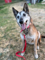 Adopter  chien : Melba