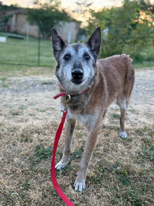 Adopter Melba