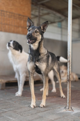 Adoption Nando
