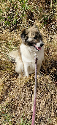 Adopter Balto