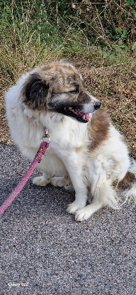 Adoption Balto