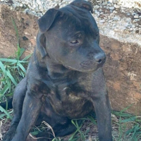 Adopter  chien : Sam