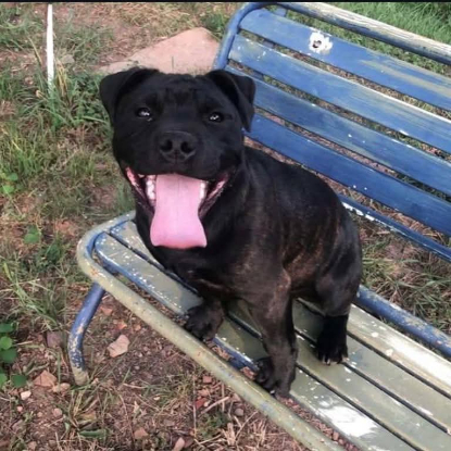 Adopter Sam