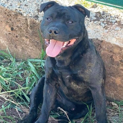 Adopter Sam