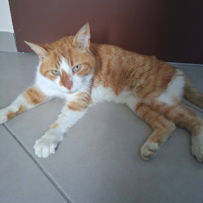Adopter Denver