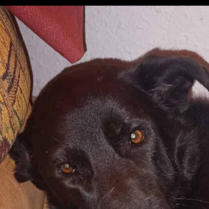 Adopter Orhid