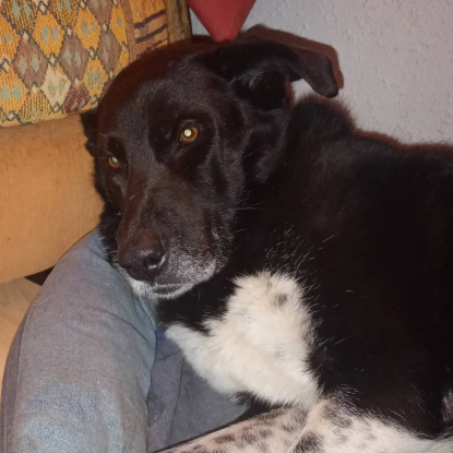 Adopter Orhid