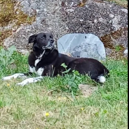 Adopter Orhid
