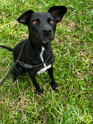 Adopter Macao