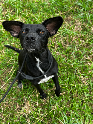 Adopter Macao