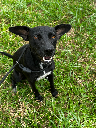 Adopter Macao