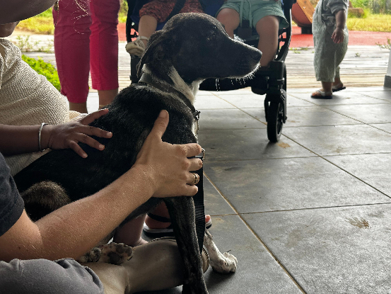 Adopter Kisi