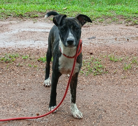 Adopter Kisi
