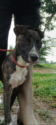 Adoption Kisi