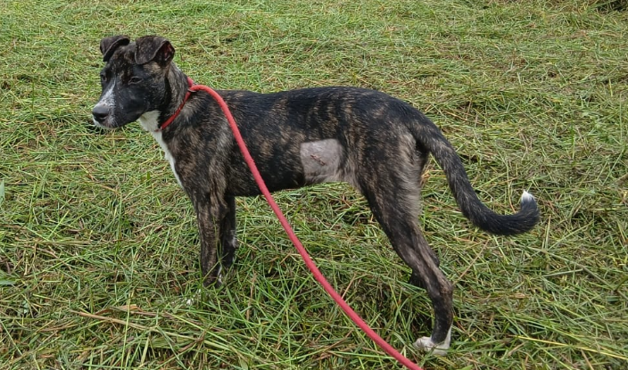Adoption Kisi