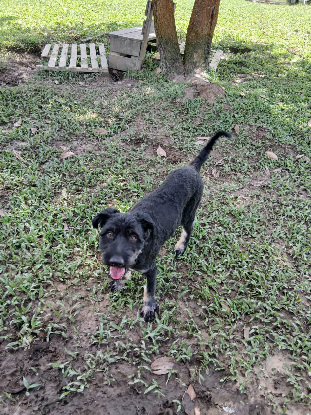 Adoption Skanor