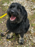 Adopter  chien : Skanor