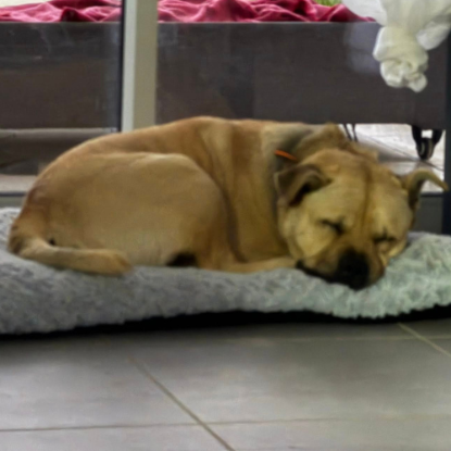 Adopter Rox