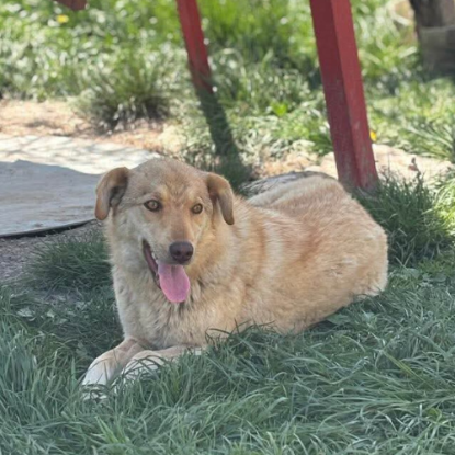 Adopter Blonda