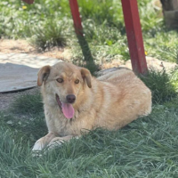 Adopter  chien : Blonda