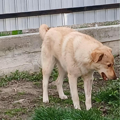 Adopter Blonda