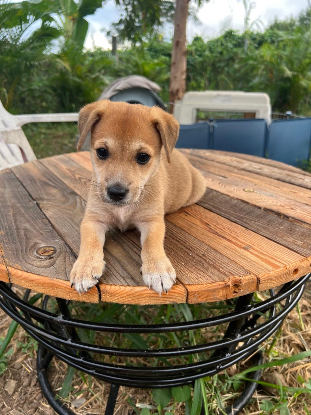 Adopter Figue
