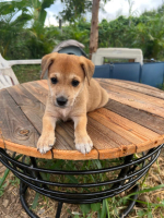 Adopter  chien : Figue