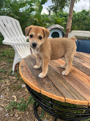Adopter Figue