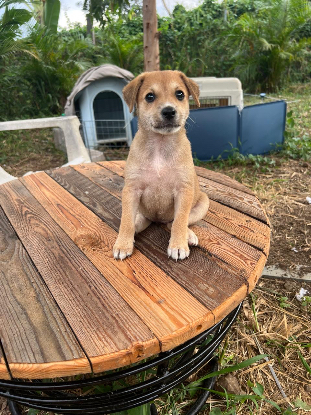 Adopter Figue