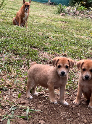 Adoption Figue