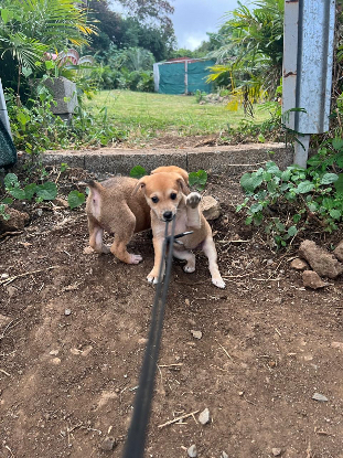 Adoption Figue