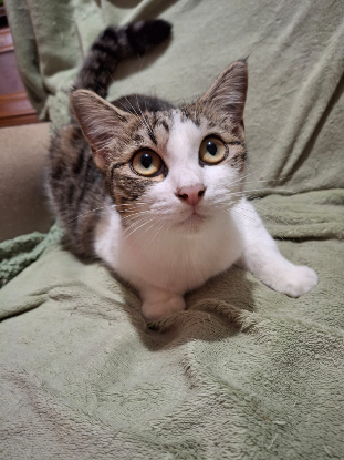 Adopter Zoé