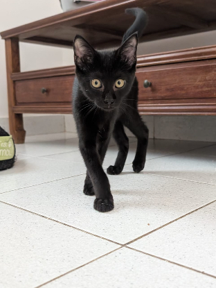 Adopter Nox