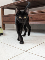 Adopter  chat : Nox