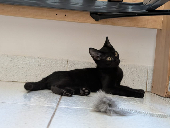 Adopter Nox