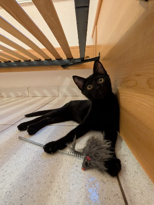 Adopter Nox