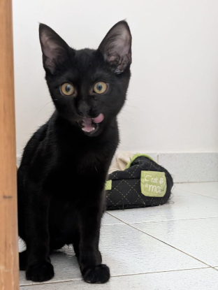 Adoption Nox