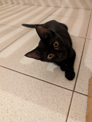Adoption Nox
