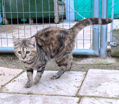 Adopter Sol