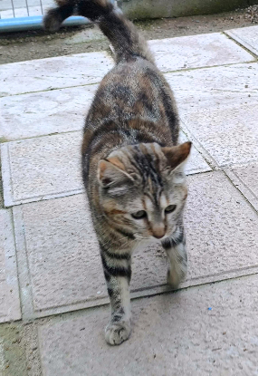 Adopter Sol