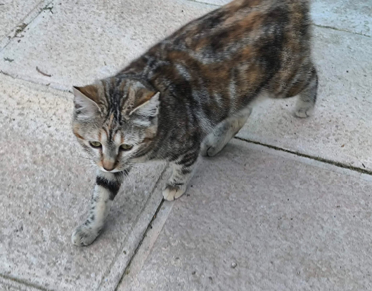 Adoption Sol