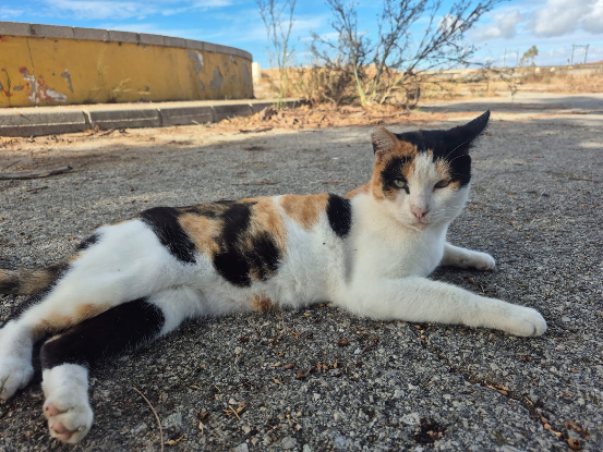 Adopter Pili